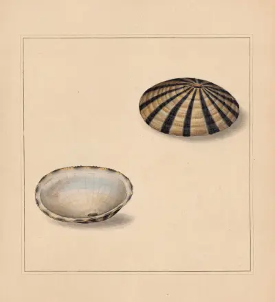 The universal conchologist Pl.65 av Thomas Martyn