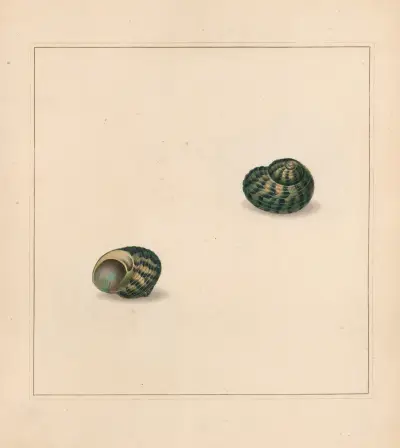 The universal conchologist Pl.71 av Thomas Martyn