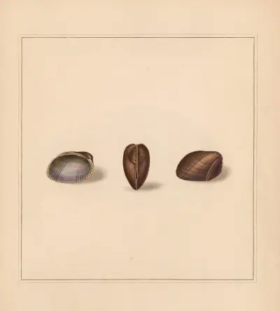 The universal conchologist Pl.78 av Thomas Martyn