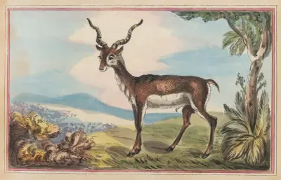 The Antelope, Thomas Rowlandson