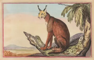 The Persian Lynx, Thomas Rowlandson