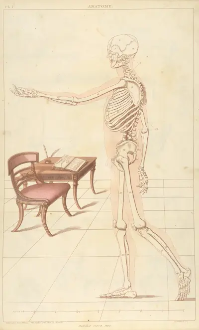 Anatomy av Thomas Sheraton