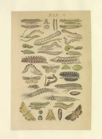 Lepidoptera Pl.019, Townend Glover