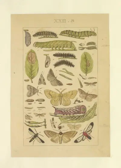 Lepidoptera Pl.022, Townend Glover