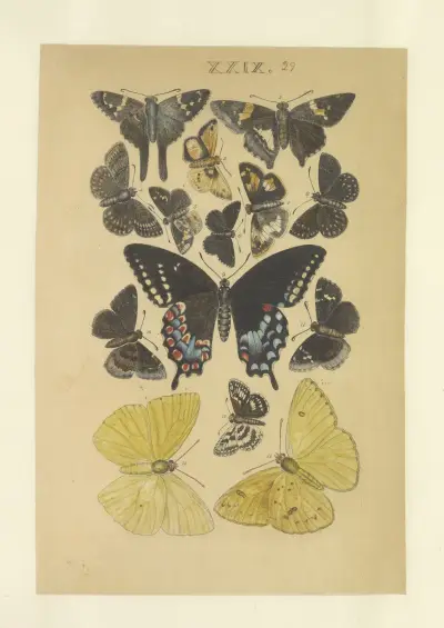 Lepidoptera Pl.029, Townend Glover
