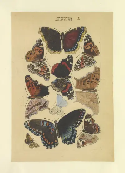Lepidoptera Pl.033, Townend Glover