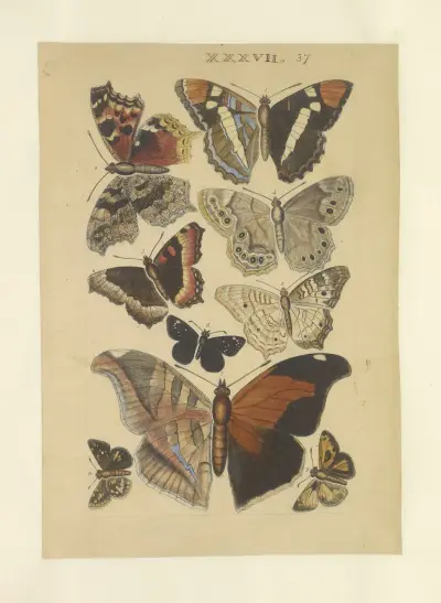Lepidoptera Pl.037, Townend Glover