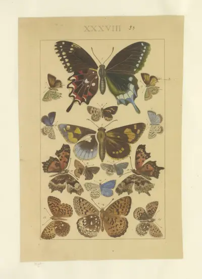 Lepidoptera Pl.038, Townend Glover