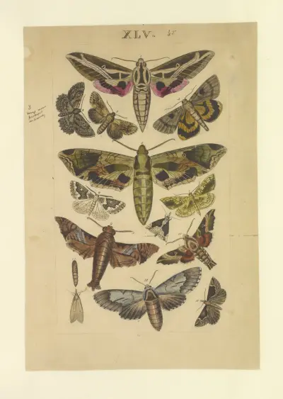 Lepidoptera Pl.045, Townend Glover