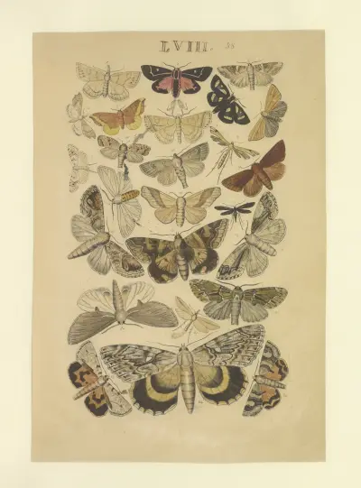 Lepidoptera Pl.058, Townend Glover