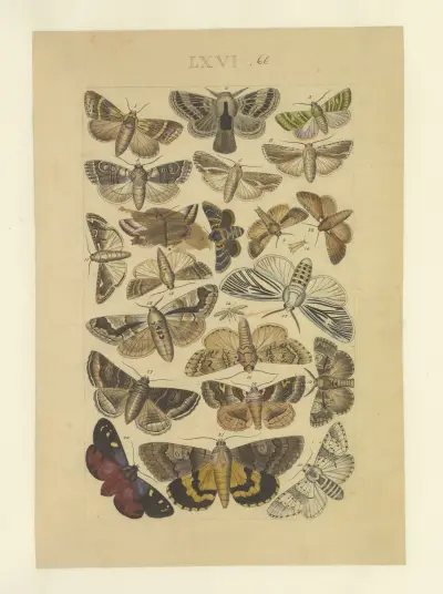 Lepidoptera Pl.066, Townend Glover