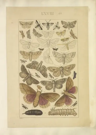 Lepidoptera Pl.068, Townend Glover