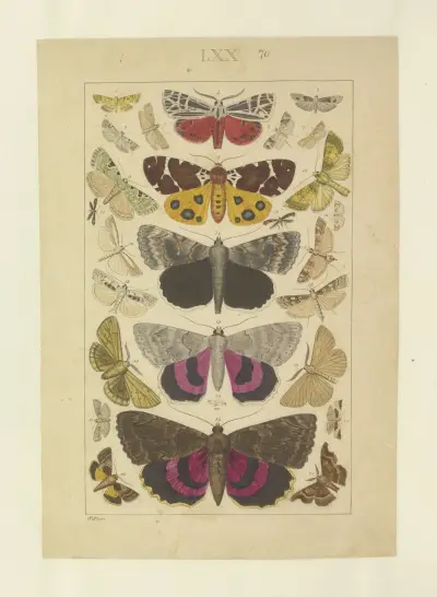 Lepidoptera Pl.070, Townend Glover