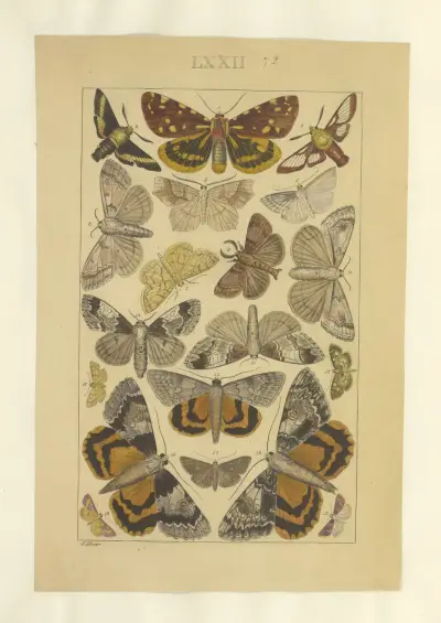 Lepidoptera Pl.072, Townend Glover
