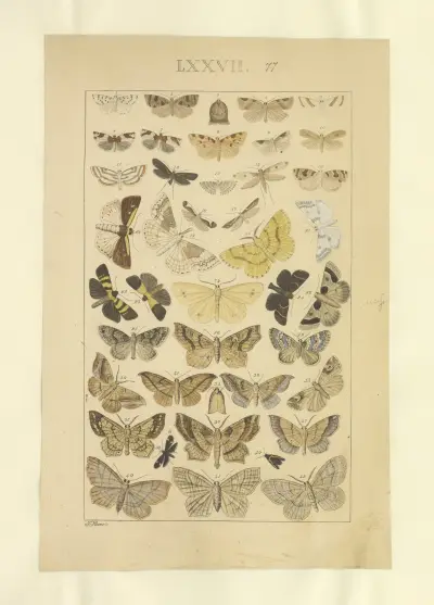 Lepidoptera Pl.077, Townend Glover