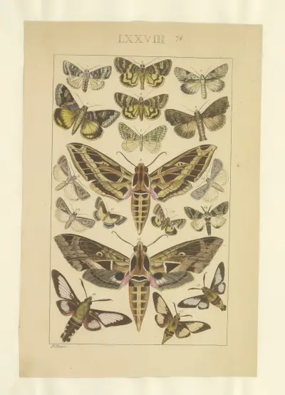 Lepidoptera Pl.078, Townend Glover