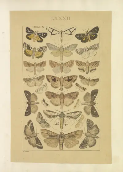 Lepidoptera Pl.082, Townend Glover