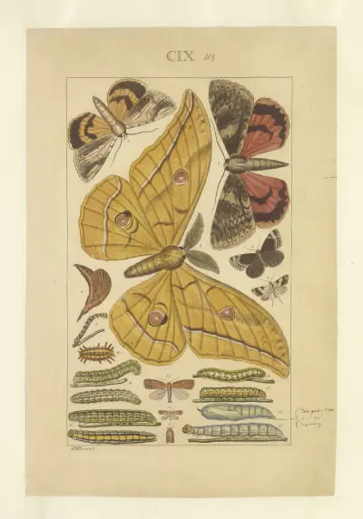Lepidoptera Pl.109, Townend Glover