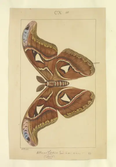 Lepidoptera Pl. 110, Townend Glover
