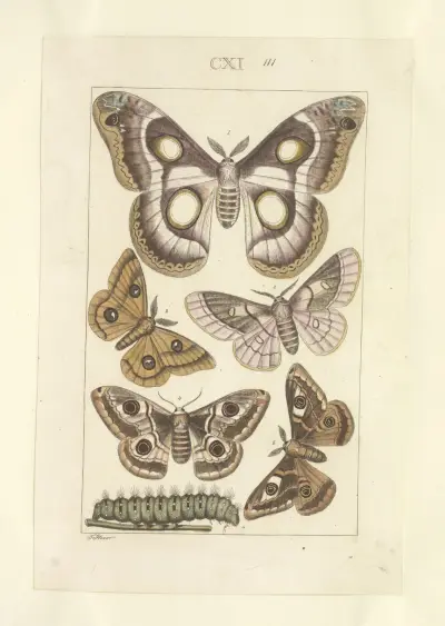 Lepidoptera Pl.111, Townend Glover