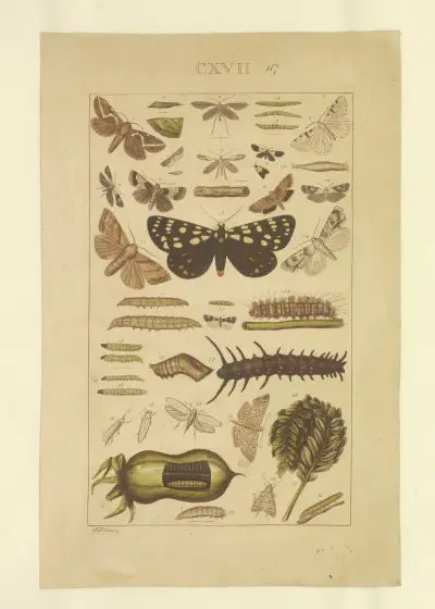 Motýli Pl. 117, Townend Glover