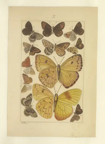 Lepidoptera Pl.135, Townend Glover