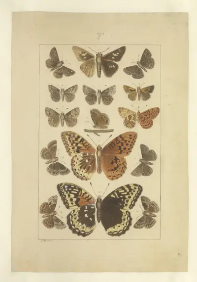 Lepidoptera Pl.136, Townend Glover