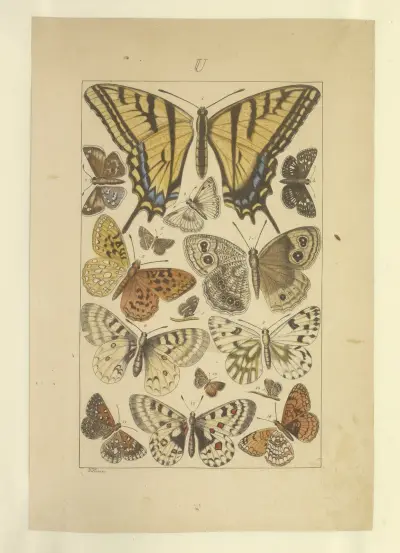 Motýli Pl. 137, Townend Glover