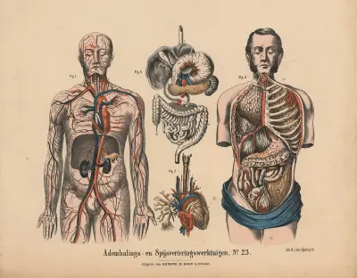 Dýchací a trávicí ústrojí č. 23, Hendrik Jan van Lummel