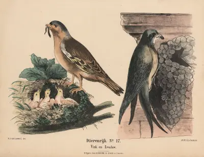 Pěnkava a vlaštovka, Hendrik Jan van Lummel