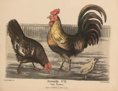 Ptáci, slepice, Hendrik Jan van Lummel