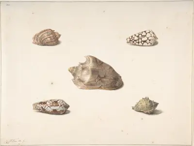 Five Shells av Georgius Jacobus Johannes van Os