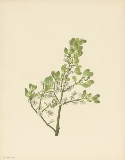 American Mistletoe (Phoradendron flavescens) av Mary Vaux Walcott