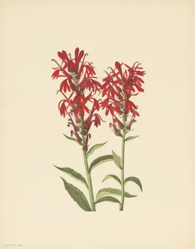 Cardinalflower (Lobelia cardinalis) av Mary Vaux Walcott