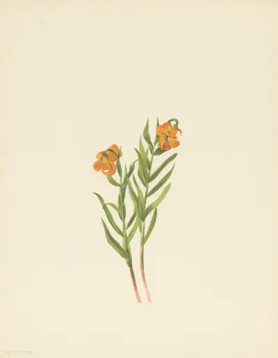 Columbia Lily (Lilium columbianum) av Mary Vaux Walcott
