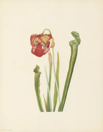 Drummond Pitcherplant (Sarracenia drummondii) av Mary Vaux Walcott