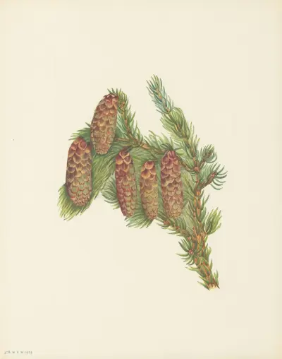 Engelmann Spruce (Picea engelmanni) av Mary Vaux Walcott
