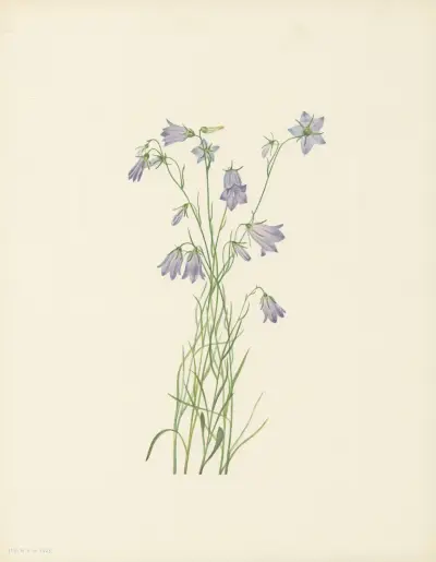 Harebell (Campanula rotundifolia) av Mary Vaux Walcott