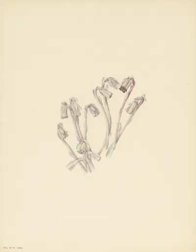 Indianpipe (Monotropa uniflora) av Mary Vaux Walcott