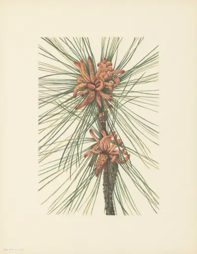 Loblolly Pine (Pinus taeda) av Mary Vaux Walcott