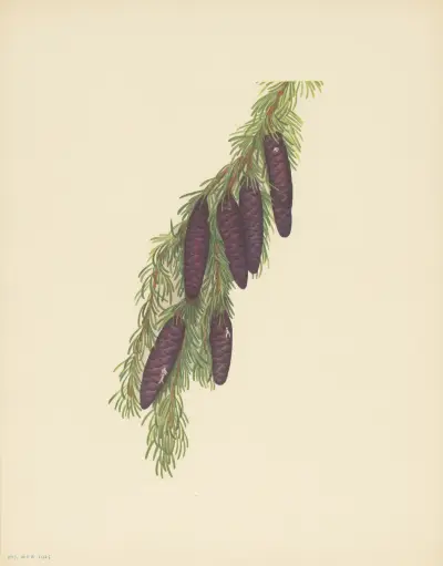 Mountain Hemlock (Tsuga mertensiana) av Mary Vaux Walcott