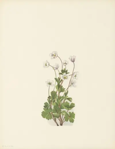 Northern Anemone (Anemone parviflora) av Mary Vaux Walcott
