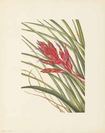 Quill-leaf Tillandsia (Tillandsia fasciculata) av Mary Vaux Walcott