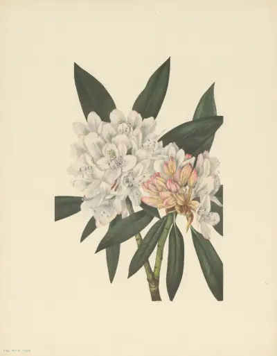 Rosebay Rhododendron (Rhododendron maximum) av Mary Vaux Walcott