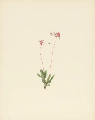 Slender Shootingstar (Dodecatheon pauciflorum) av Mary Vaux Walcott