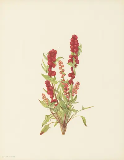 Strawberry-blite (Chenopodium capitatum) av Mary Vaux Walcott