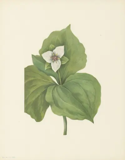 Wax Trillium (Trillium album) av Mary Vaux Walcott