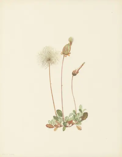 Yellow Dryad (fruit) (Dryas drummondii) av Mary Vaux Walcott