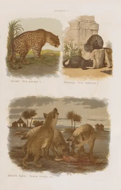 Wielki atlas do zoologii, botaniki i mineralogii Pl.006 av Gustav von Hayek