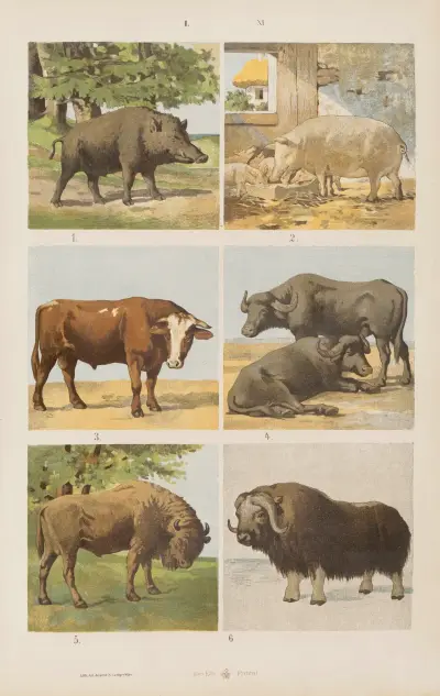 Wielki atlas do zoologii, botaniki i mineralogii, tabl. 11, Gustav von Hayek